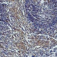  - Anti-active Caspase 3 Antibody AP61575